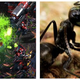 Illustration for article titled Zerg Rushes, Suicide Attacks and Splash Damage: How Real Insect Warfare is Similar to emStarCraft/em